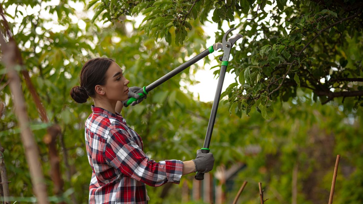 П'ять рослин, які потрібно обрізати у серпні — плодові дерева