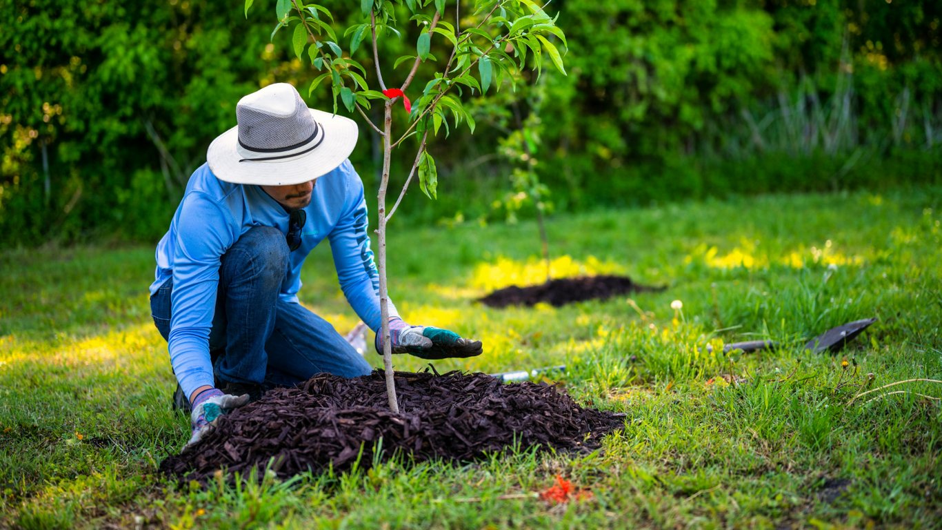Садівник мульчує дерево.
