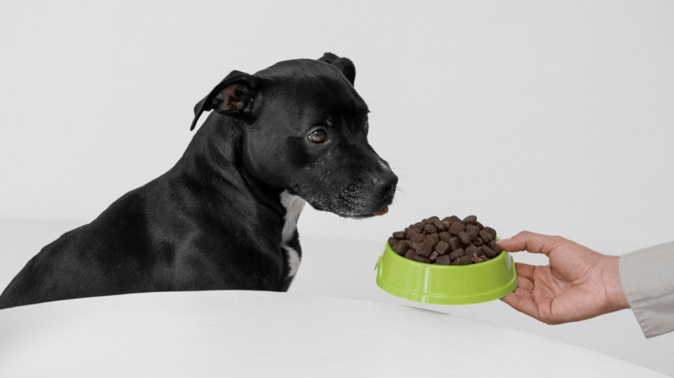 Как выбрать сухой корм для своей собаки — важные критерии
