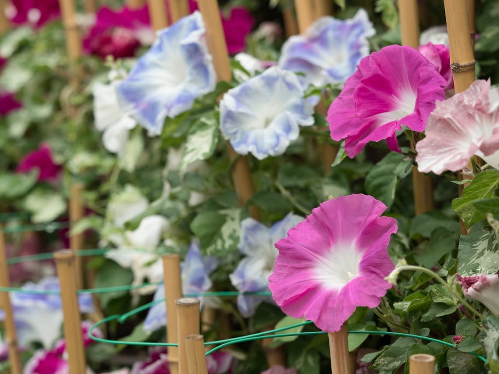 Как посадить ипомею семенами