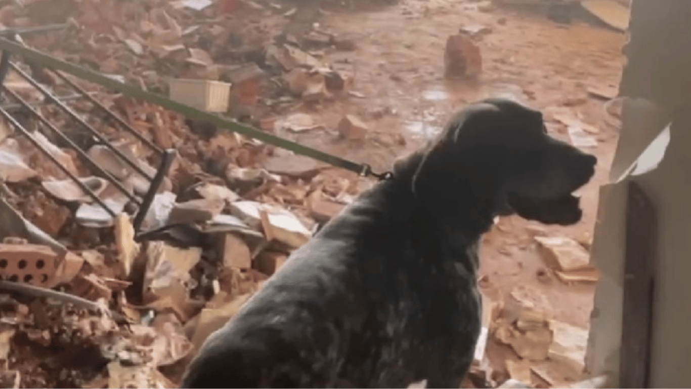 Ракетный удар по Днепру 28 июня — кинологи ГСЧС показали работу служебных собак