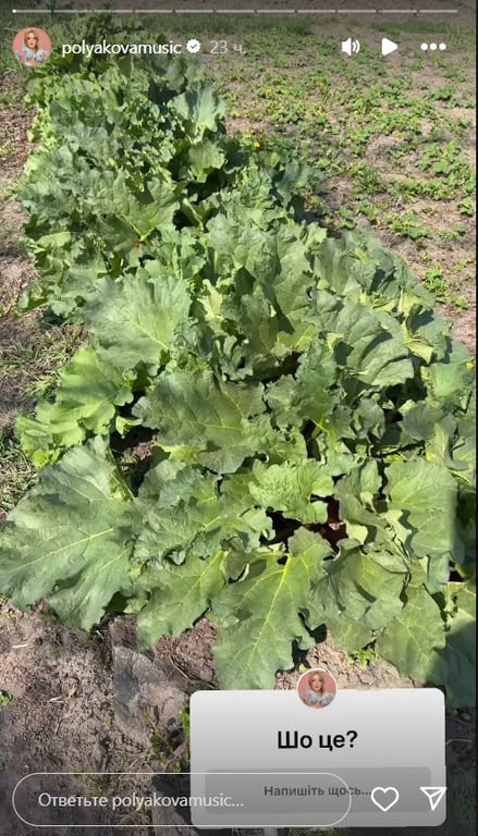 Оля Полякова провела екскурсію своєю теплицею та засвітила стрункі ніжки на шезлонгу - фото 1