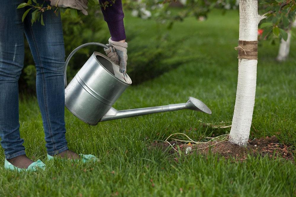 Полив дерева