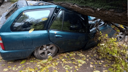 Ожеледиця на дорогах та повалені дерева — Одесу накрила негода - 285x160