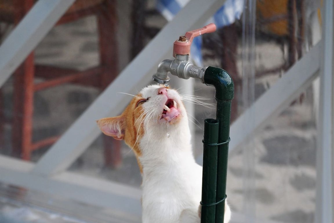Как понять, что коту не хватает жидкости