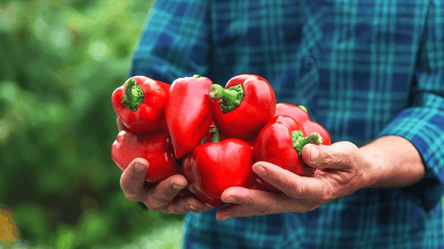 Осіння посадка перцю — сорт, що витримує перепади температур - 285x160