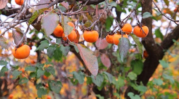 Дерево хурмы с плодами в саду.