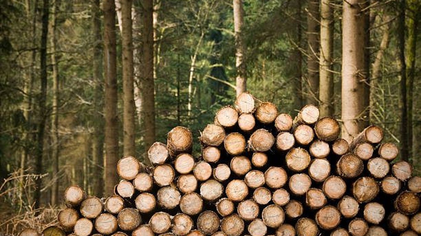 Во Львовской области обнаружили незаконную вырубку деревьев на 16 миллионов гривен