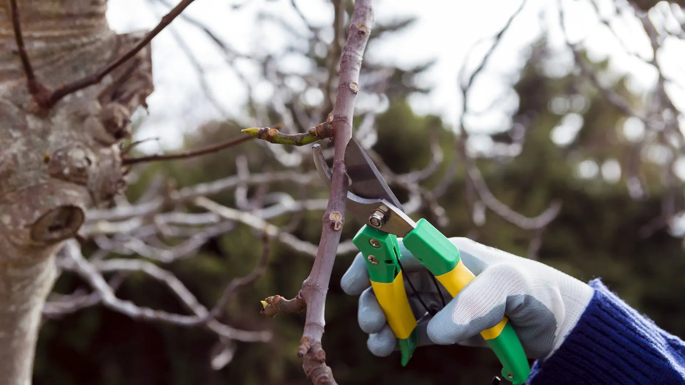 Коли обрізати персикове дерево навесні