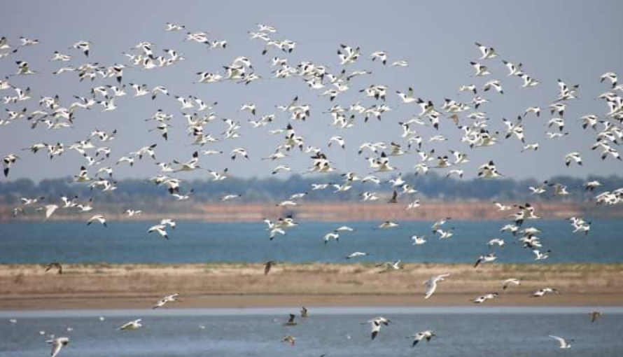 Кулики на Одещині