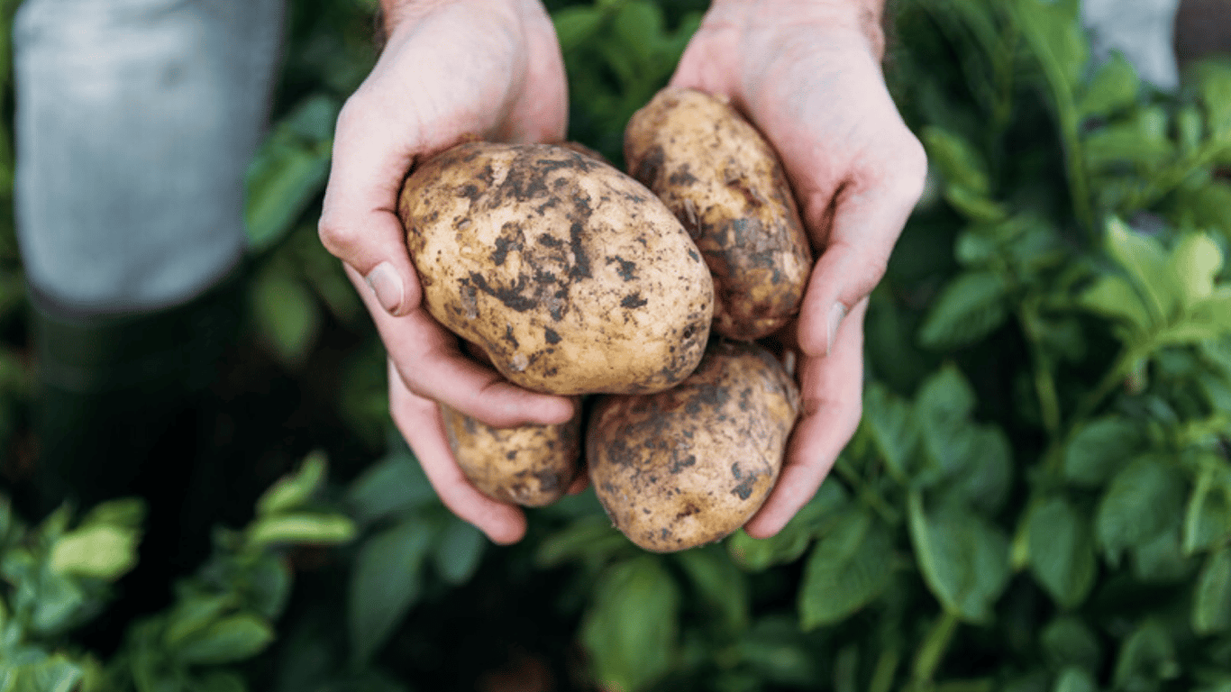 Що станеться, якщо поруч із картоплею посадити соняшник — переваги і ризики