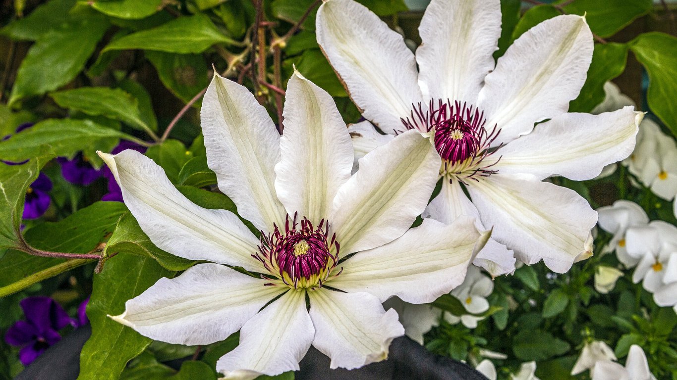 Як посадити клематис у червні