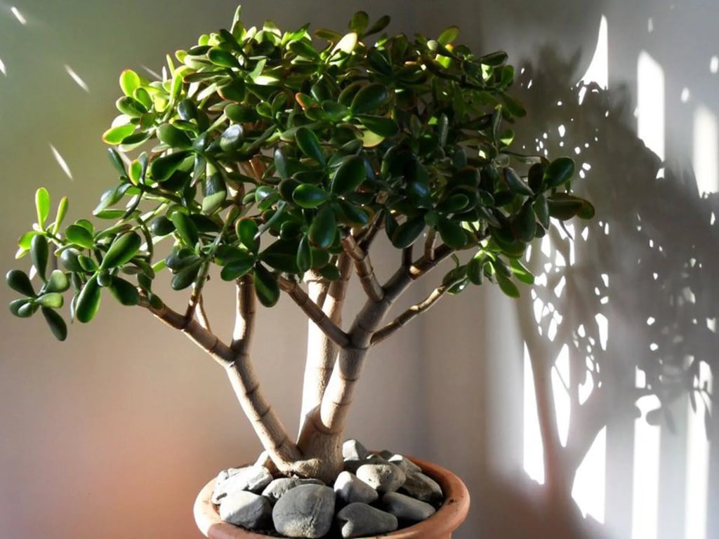 Як убезпечити себе від негативного впливу грошового дерева та доглядати за рослиною