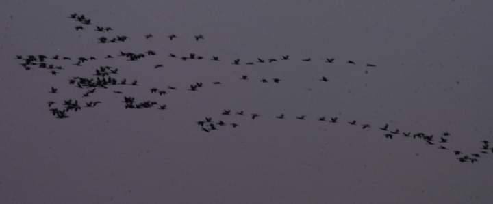 Кучеряві пелікани прилетіли на Одещину — зупинились на Тузлівських лиманах - фото 2