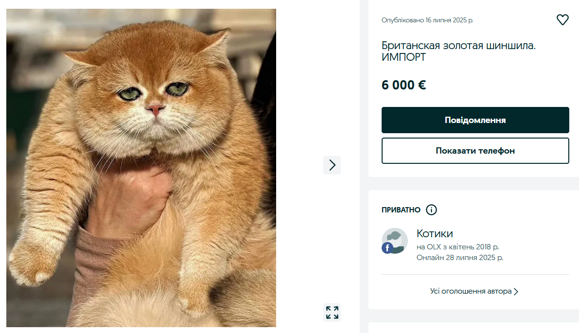 Престижні породи — скільки треба віддати за елітного кота на OLX - фото 1
