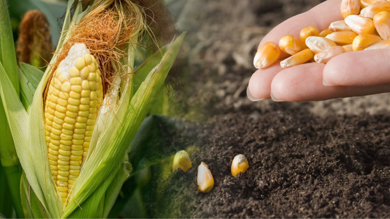 Коли краще і як садити кукурудзу 2024 року — місячний календар і дієві поради