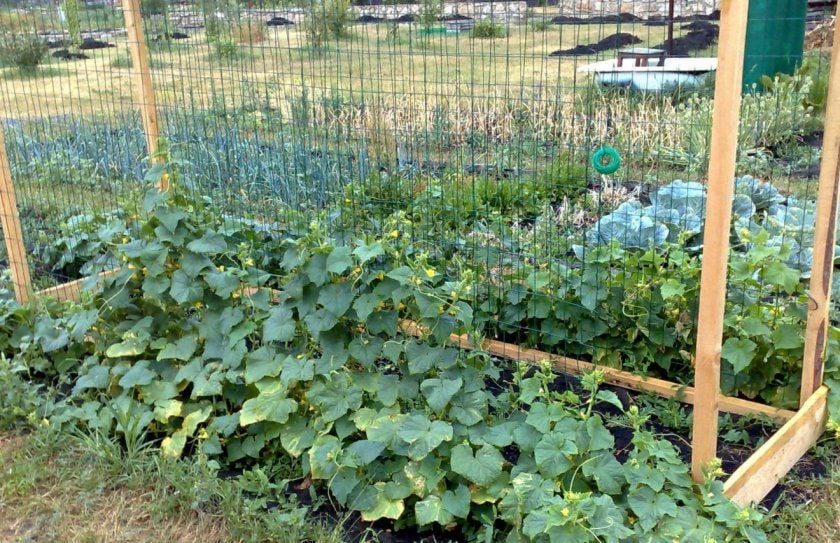 Вертикальный способ выращивания огурцов
