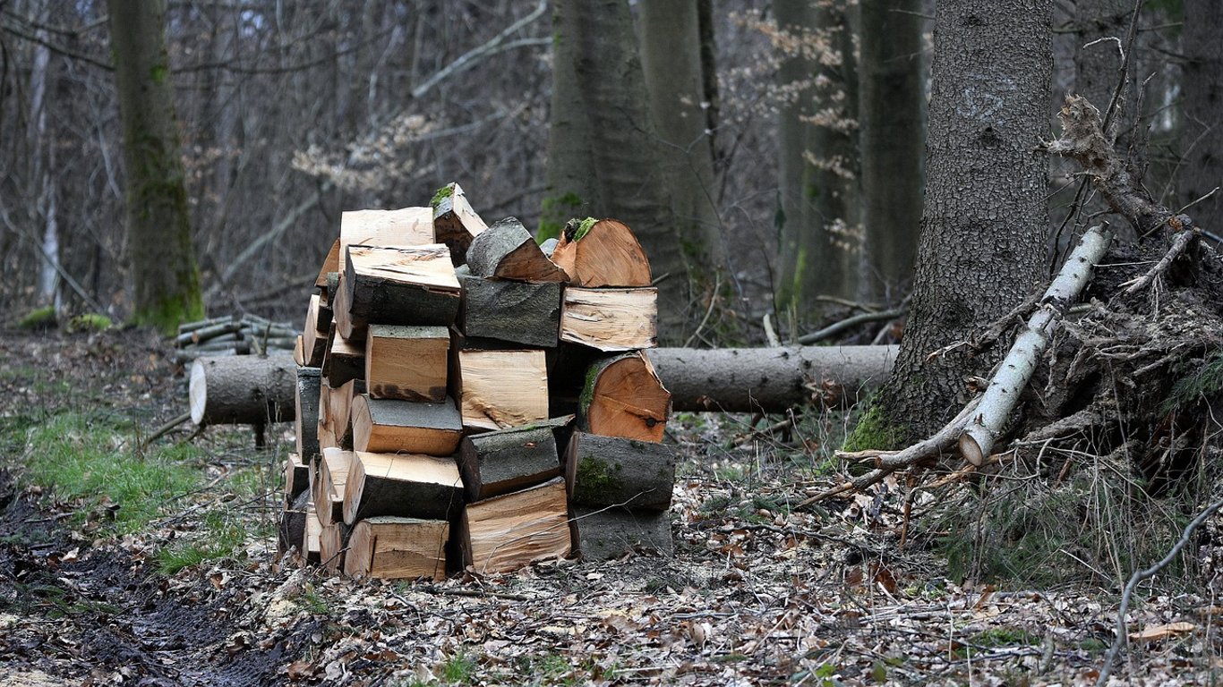 Дрова для обогрева – можно ли собирать сухостой в лесу без разрешения