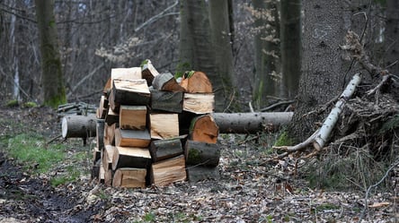 Чи можна забирати повалені дерева в лісі на дрова - 285x160