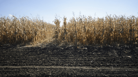 Что происходит с ценами на кукурузу — за сколько продают тонну - 290x160