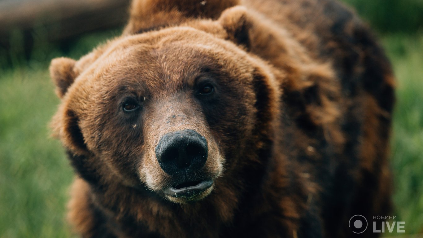 Де побачити ведмедів під Києвом: притулок "Біла скеля" рятує тварин від людської жорстокості