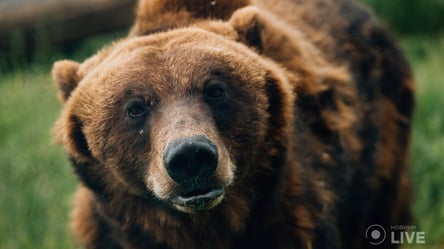 "Їх продали як смертників": під Києвом реабілітують ведмедів, скалічених у звіринцях та цирках - 285x160
