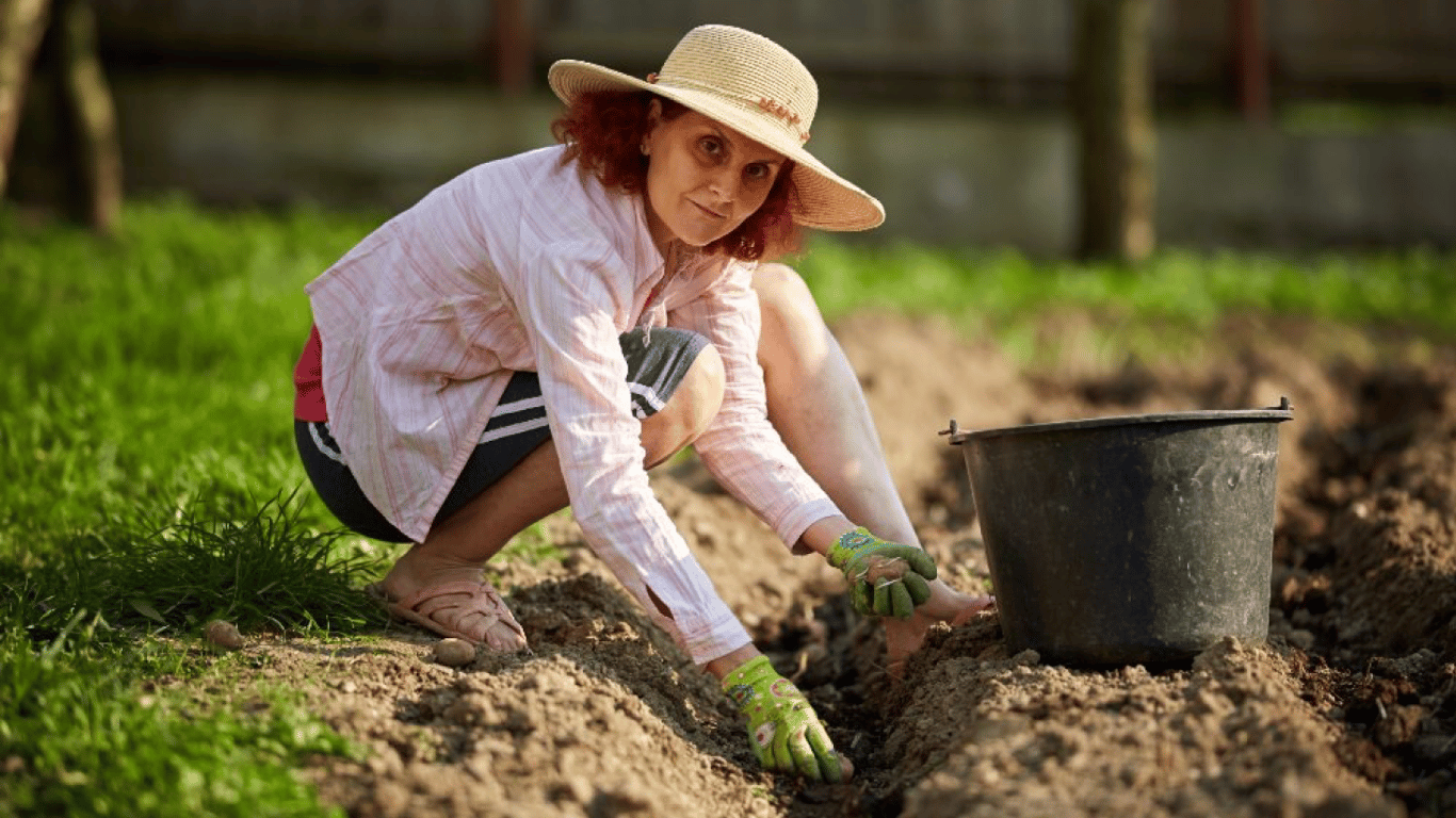 Що зробити з картоплею під час посадки, щоб урожай був вдвічі більший