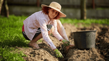 Урожай картоплі подвоїться: ось що треба зробити під час посадки - 285x160