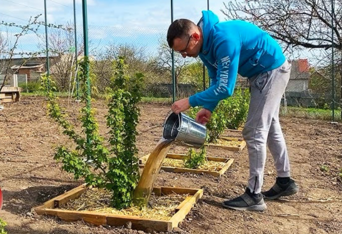 Чем подкормить смородину осенью — секретное удобрение из обычных продуктов