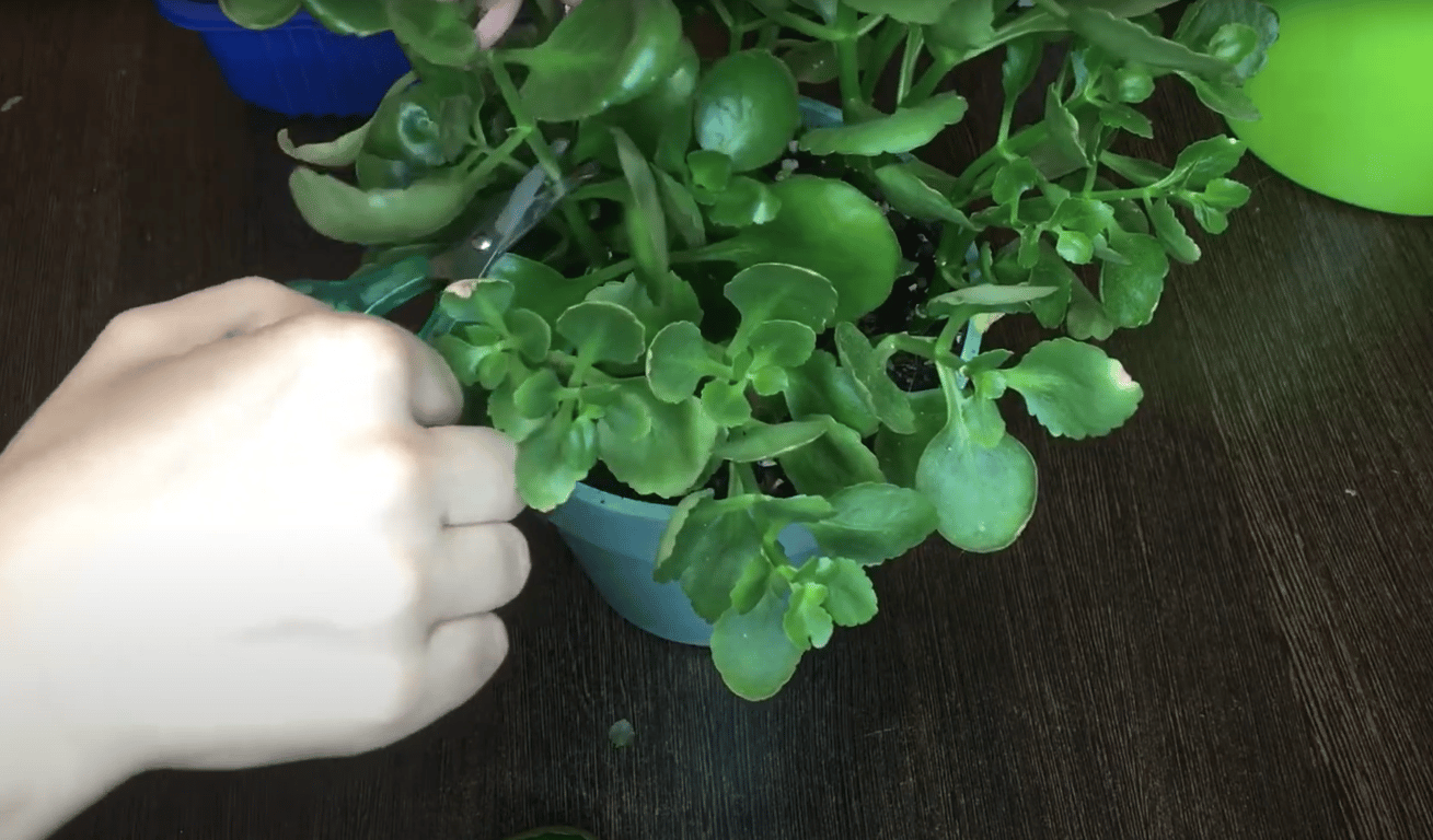 Обрезка каланхое