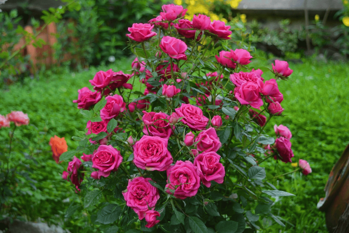 Куст красивой розовой розы в саду