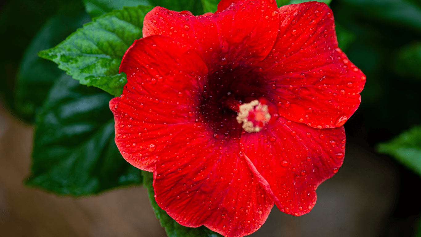 Китайська троянда на підвіконні. 