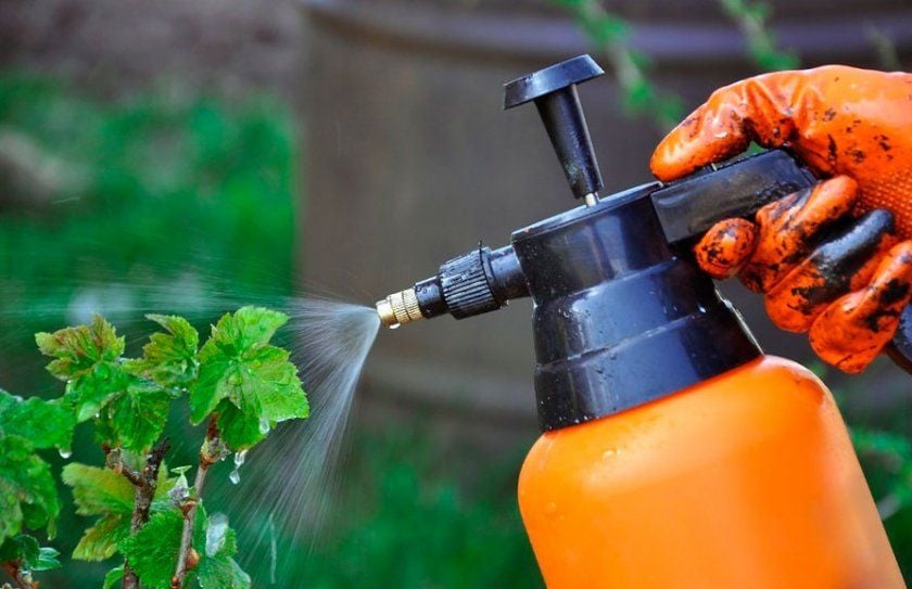 Человек, обрабатывающий кусты смородины