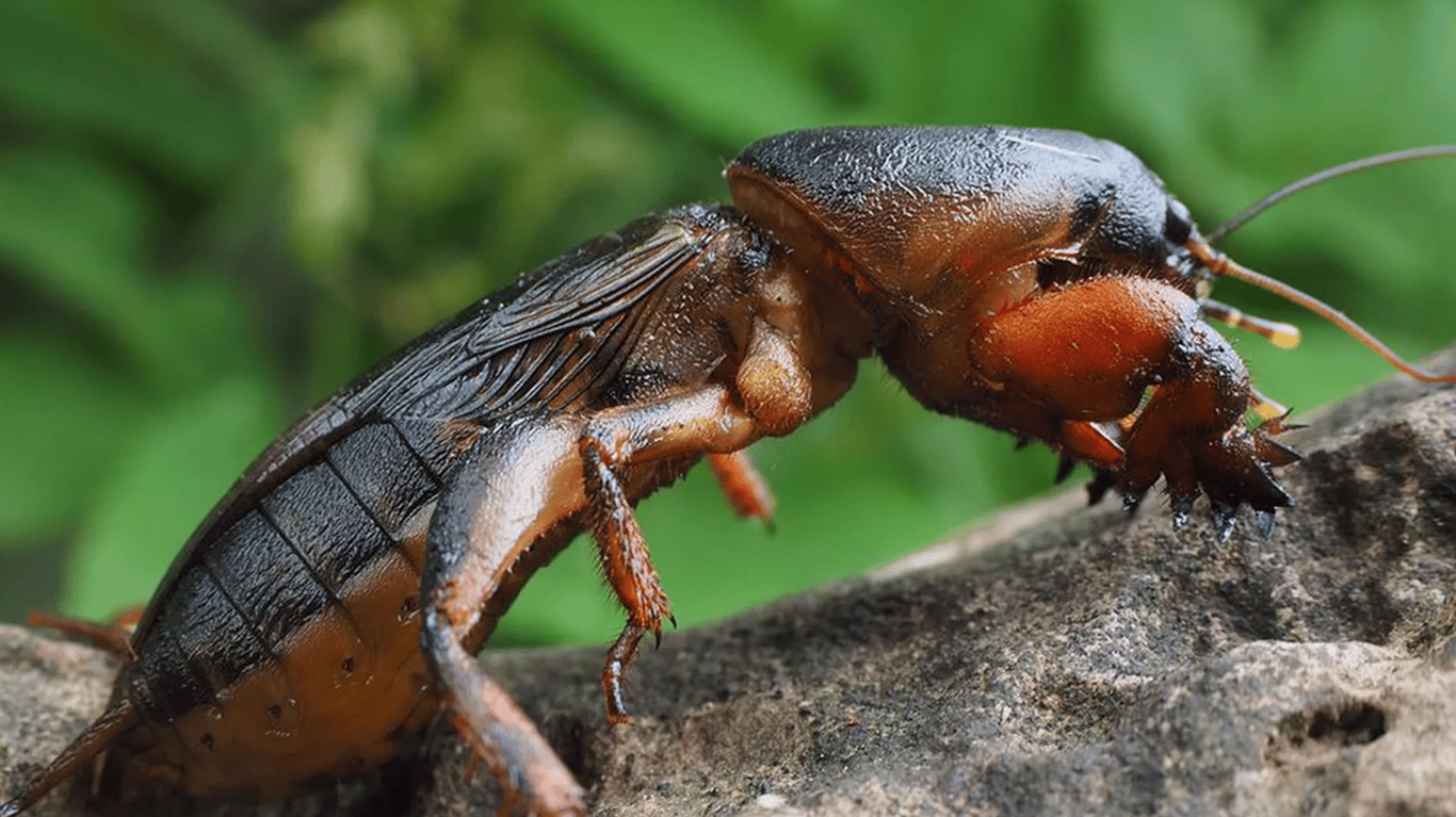 Ведмедка крупним планом.