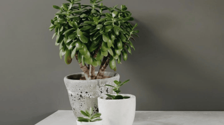 Чому грошове дерево раптово лисіє — найпоширеніші помилки - 285x160