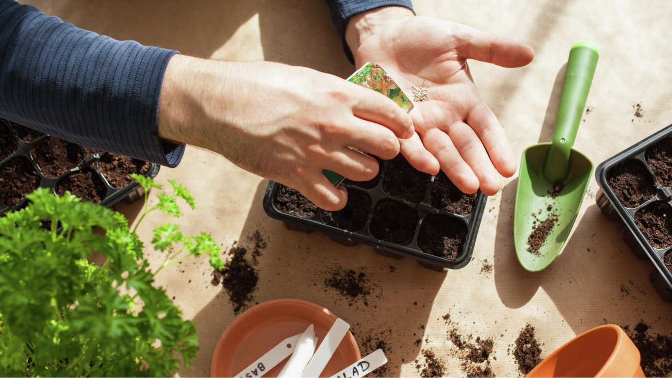 Коли найкраще сіяти та садити огірки — погодні умови