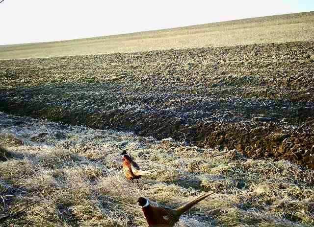 На прикордонні Одещини зафіксували небезпечних хижаків - фото 3