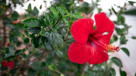 Обрізка гібіскуса на зиму — що потрібно робити, а чого уникати - 285x160