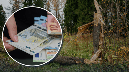 Счёт на тысячи евро через дерево: за что строго наказывают в Германии - 285x160