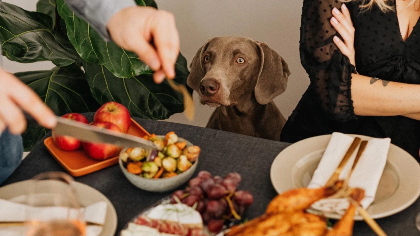 Чим не можна годувати собаку — список небезпечних для життя продуктів