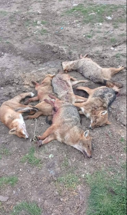 Браконьеры на Одесчине — в Тузлах нашли убитых диких животных - фото 1