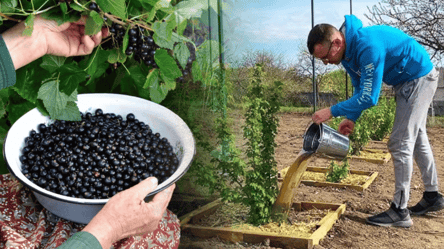 Осенняя подкормка смородины — как сохранить силу кустов зимой - 285x160