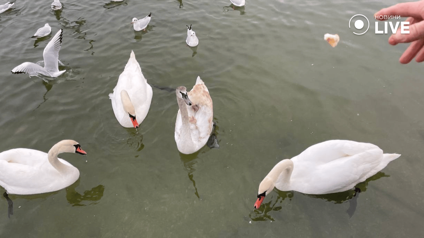 Люди годують лебедів
