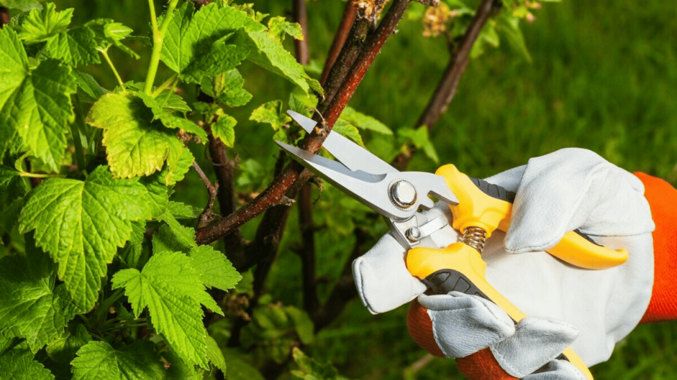 Підготовка смородини до обробки.