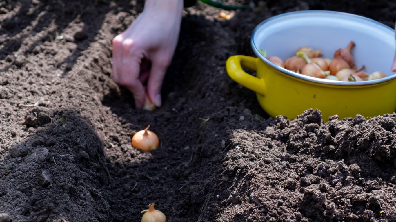 Как посадить лук на зиму — секреты, которые подарят щедрый урожай