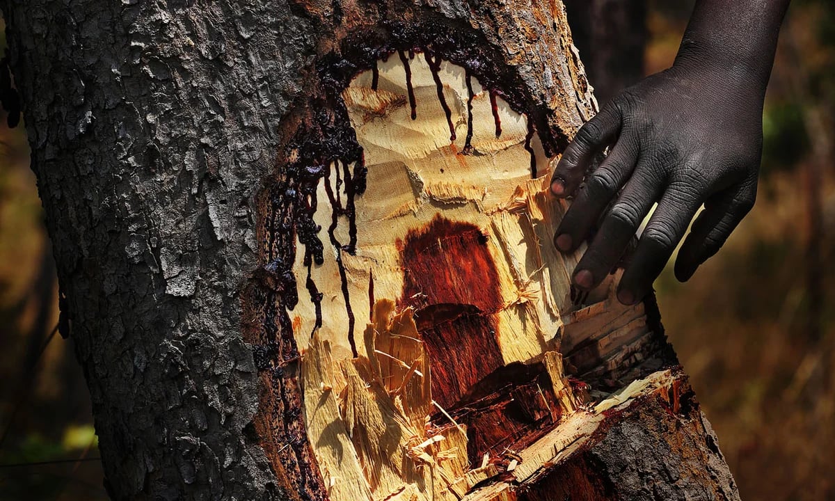 Дерево, що кровоточить — який вигляд має дикий тик та де його застосовують
