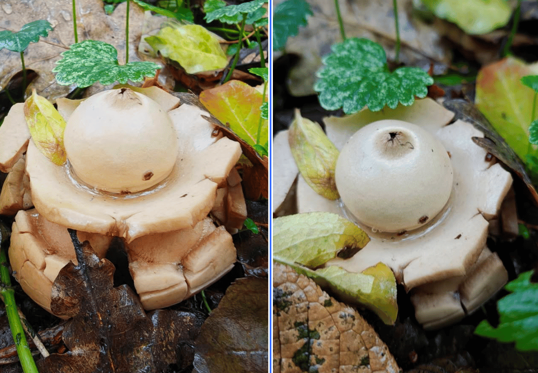Гриб зірковик (Geastrum)