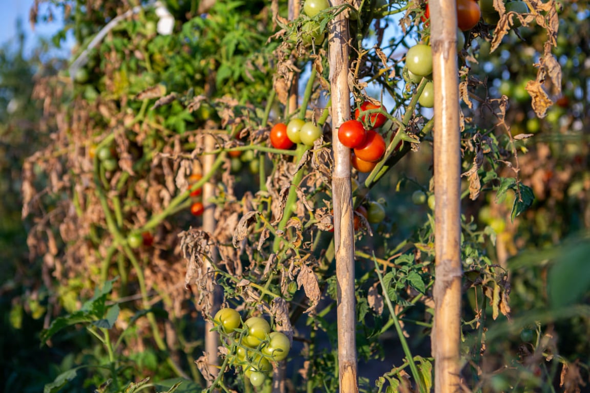 Навіщо городники залишають коріння помідорів на зиму у ґрунті