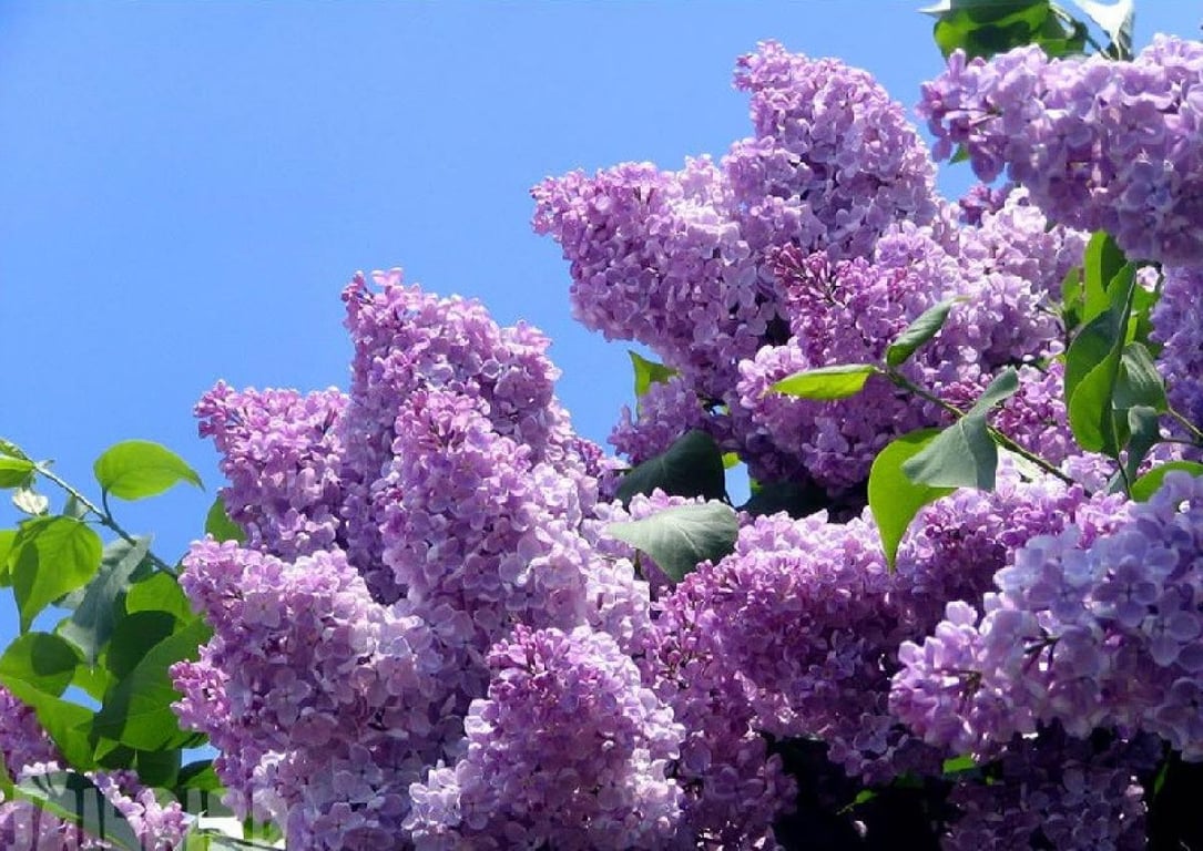 Сирень, которую не стоит сажать возле дома