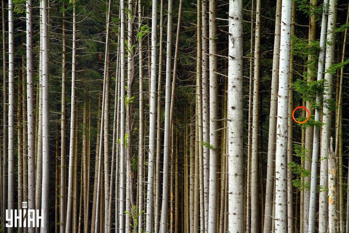Найденный дятел в головоломке